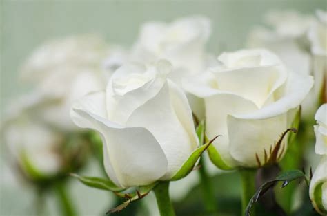 White Rose Meaning in the Language of Flowers - Petal Republic