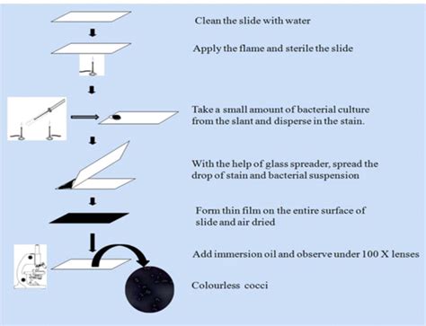 Negative Staining: Principle, Procedure, Results and Application - Biology Ease