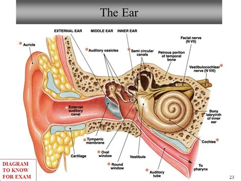 External Ear Diagram Labeled