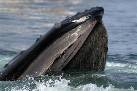 Baleen Whales Intermingled as They Evolved, and Share DNA With Distant Cousins - The New York Times