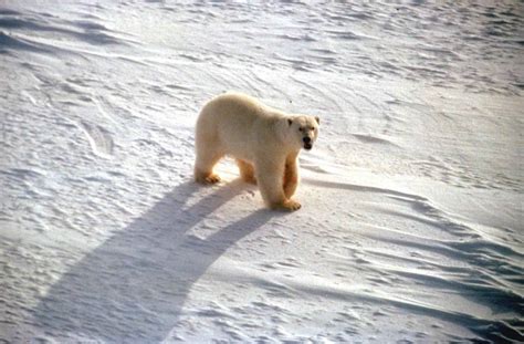 Free picture: white, polar, bear, snow, ursus maritimus