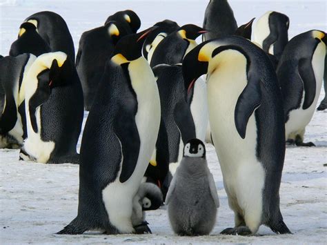 Emperor Penguin Facts for Kids | Penguins Information