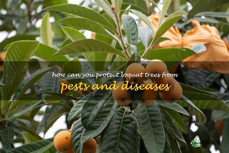 Protecting Loquat Trees From Common Pests And Diseases | ShunCy