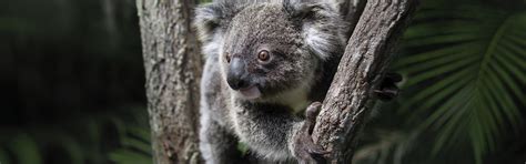 Our Animals at Australia Zoo - We Love All Of Our Wildlife!