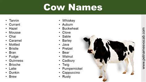 Cow Names | Funny, Traditional & Cute - Pet Names Vocab