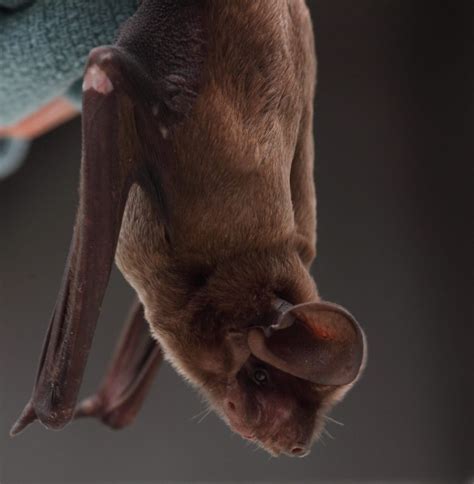 5 Fascinating Facts about the Florida Bonneted Bat - Bat Conservation ...