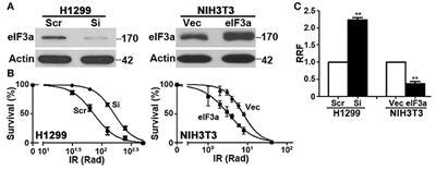 Frontiers | Corrigendum: eIF3a Regulation of NHEJ Repair Protein Synthesis and Cellular Response ...