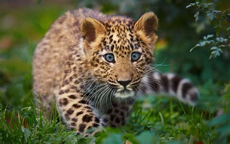 Panther Cub HD desktop wallpaper : Widescreen : High Definition ...