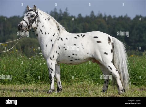 Appaloosa Pony High Resolution Stock Photography and Images - Alamy