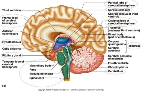 Parts Of The Brain Labelled Diagram - Human Anatomy