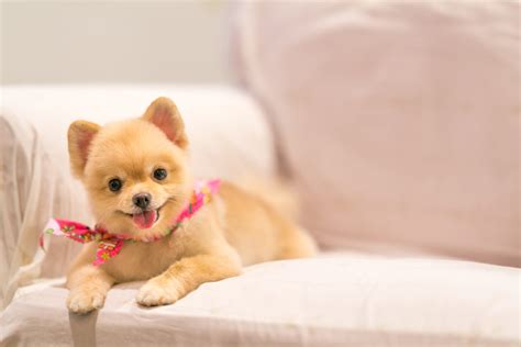 How To Groom A Pomeranian | Canna-Pet®