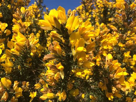 Plant Poem - Gorse ⋆ No Need to Be Strong