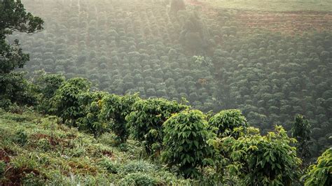 7 Sustainable Coffee Farming Practices You Need to Know - FNB.Coffee