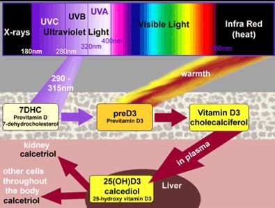 The Health Benefits and Risks from Moderate Sun Exposure - GrassrootsHealth