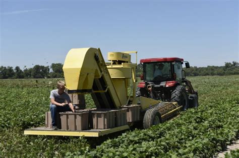 Growing and harvesting green beans | Kansas Living Magazine