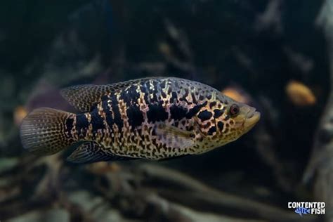 Jaguar Cichlid (Parachromis managuensis) Species Guide