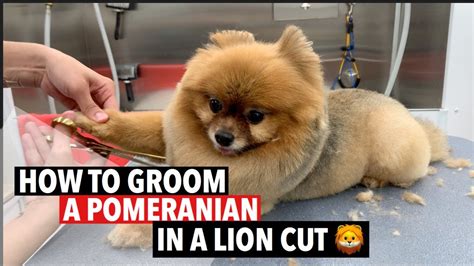 Pomeranian Teddy Bear Haircut Styles