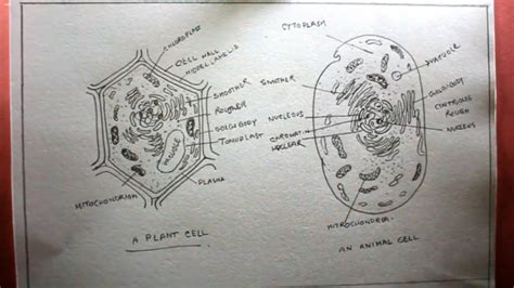 How To Draw A Plant Cell Step By Step - Plant Cell The Definitive Guide Biology Dictionary ...