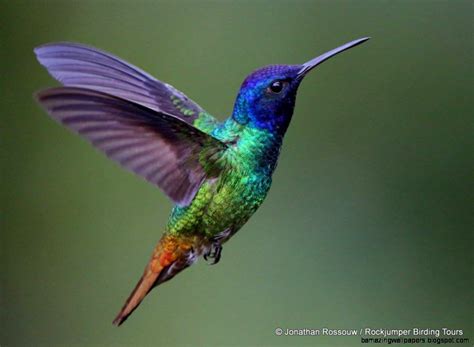 Hummingbird © Jonathan Rossouw / Rockjumper Birding Tours Hummingbird Meaning, Hummingbird ...