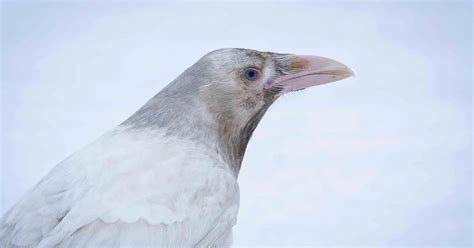 Leucistic Raven draws crowds - BirdGuides