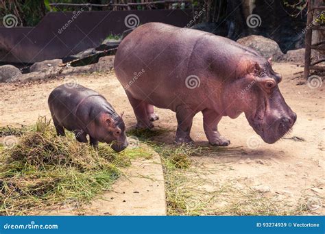 Baby Hippo and Mom Eating Food. Stock Image - Image of save, feeding ...