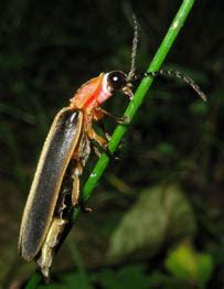 Types of Fireflies - Firefly.org