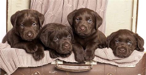 Chocolate Labrador Training | PETSIDI