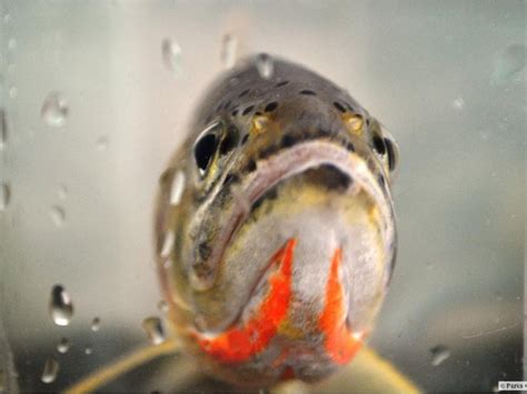 Cutthroat trout get habitat protection from federal government | Calgary Herald