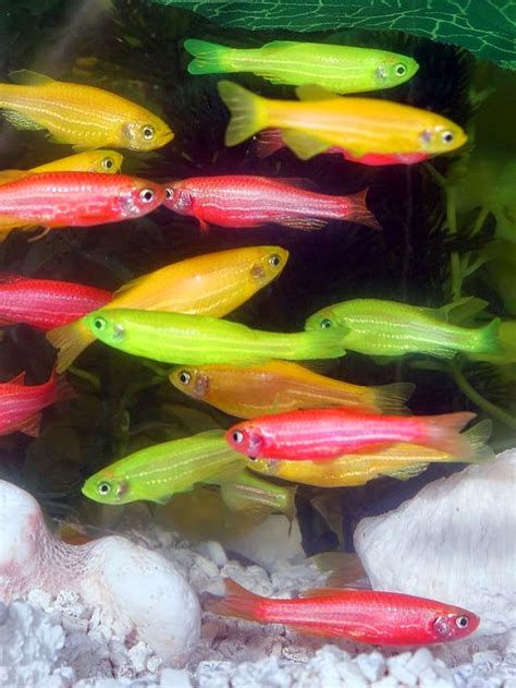 Freshwater Frenzy: Glofish Care Fact Sheet