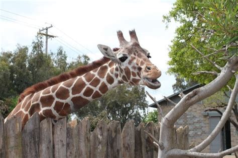 Sacramento Zoo - 446 Photos - Zoos - South Land Park - Sacramento, CA - Reviews - Yelp