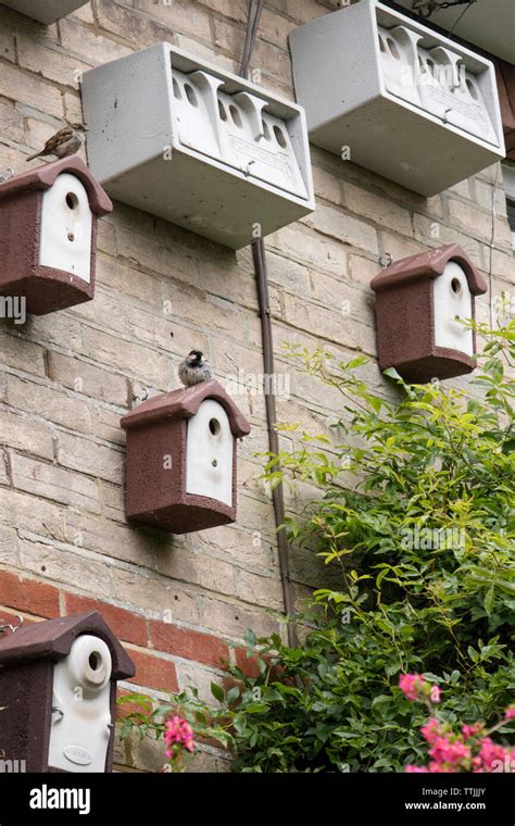 House sparrow nesting uk hi-res stock photography and images - Alamy