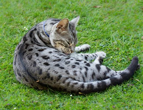 Silver Tabby Cat - Photorasa Free HD Photos