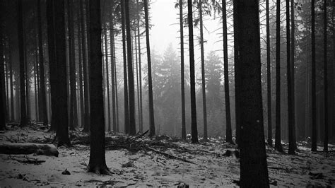 Black and White Forest Wallpaper - WallpaperSafari