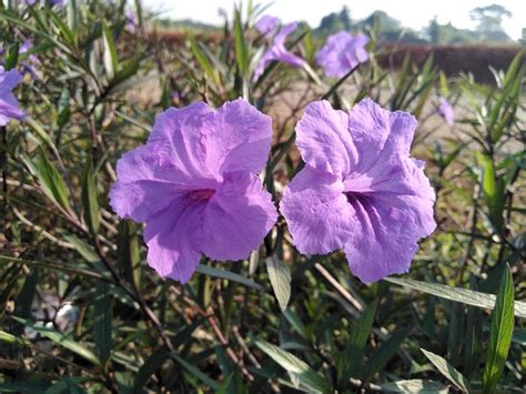 lavender flower petals growing in the garden 10217959 Stock Photo at Vecteezy