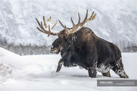 Moose In Snow