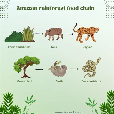 Tropical Rainforest Food Chain Information