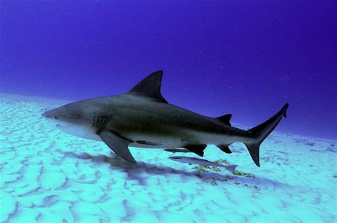 Bull Shark Wallpapers - Wallpaper Cave