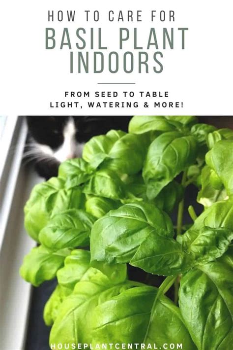 How to care for basil plants | Indoors! - Houseplant Central