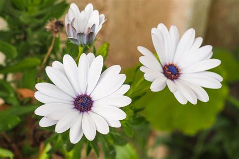 African Daisies (Osteospermum Flower): Types, How to Grow and Care | Florgeous