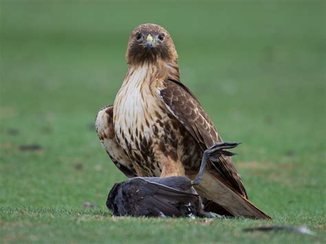 Red Cliffs Desert Reserve » Red-tailed Hawk (Buteo jamaicensis)