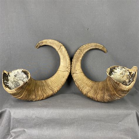 Antlers & Horns for Sale — Claw, Antler & Hide Co.