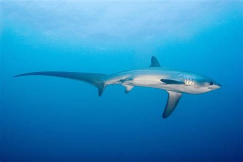 Thresher Shark Diving in Puerto Galera - Philippines Best Dive Sites