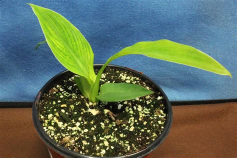 How to Identify and Treat Common Canna Lily Diseases