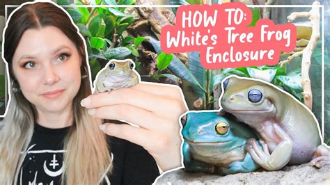 How To Set Up A White's Tree Frog Enclosure - YouTube