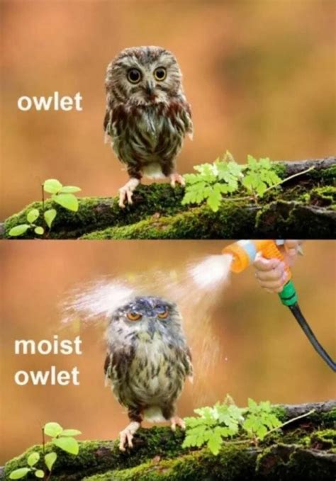 25 of the Cutest Owl Memes to Brighten Your Day | Let's Eat Cake