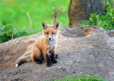 Red Fox Cub In The Wild - Fox Facts and Information