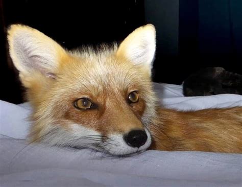 300+ Pet Fox Names (Cute, Funny, & Famous Names) | PetPress