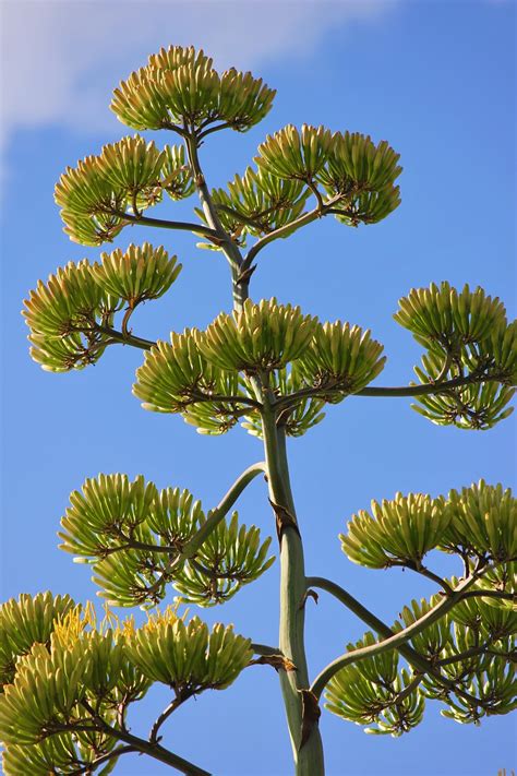 Download free photo of Agave flower, flowers, inflorescence, agave ...