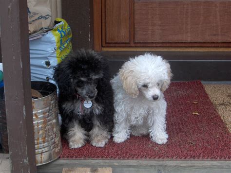 File:Toy 'parti' poodle puppies - 1.JPG - Wikipedia