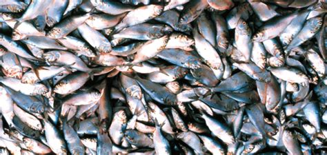 Menhaden | Maryland Sea Grant